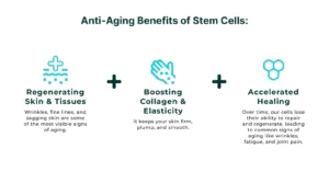 Stem Cell Anti-Aging Benefits