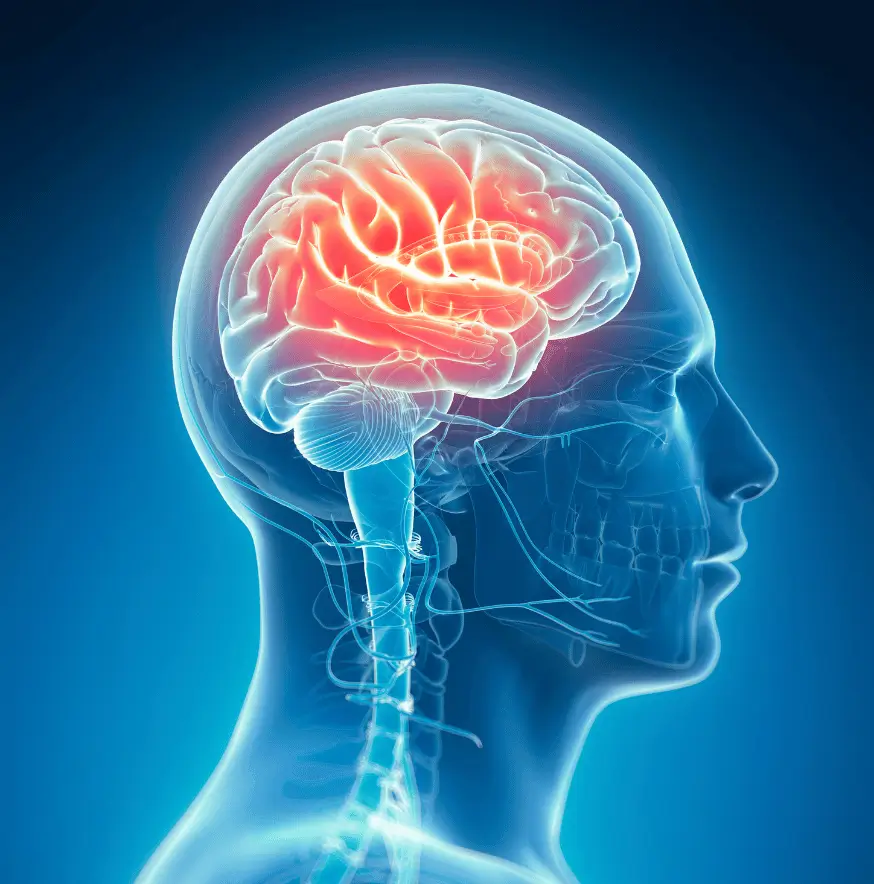 Translucent side view of human head