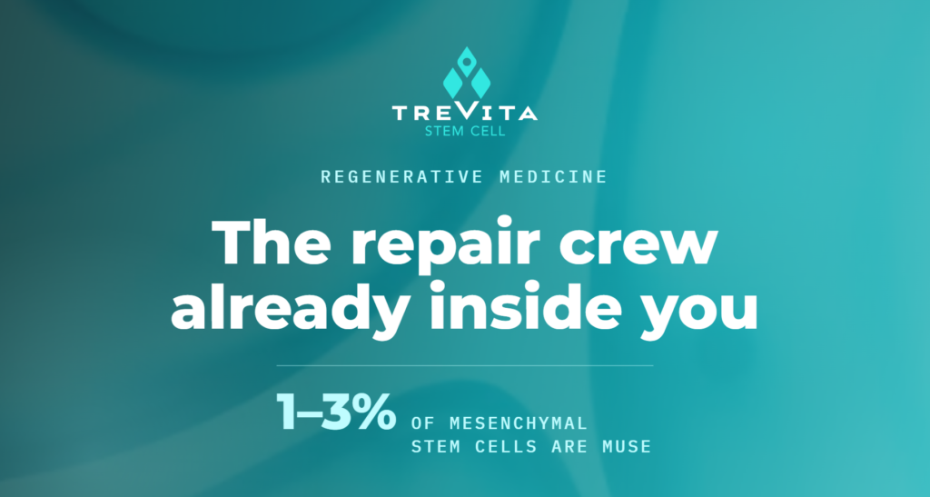 muse stem cells, muse cells, stem cell therapy, mesenchymal stem cells